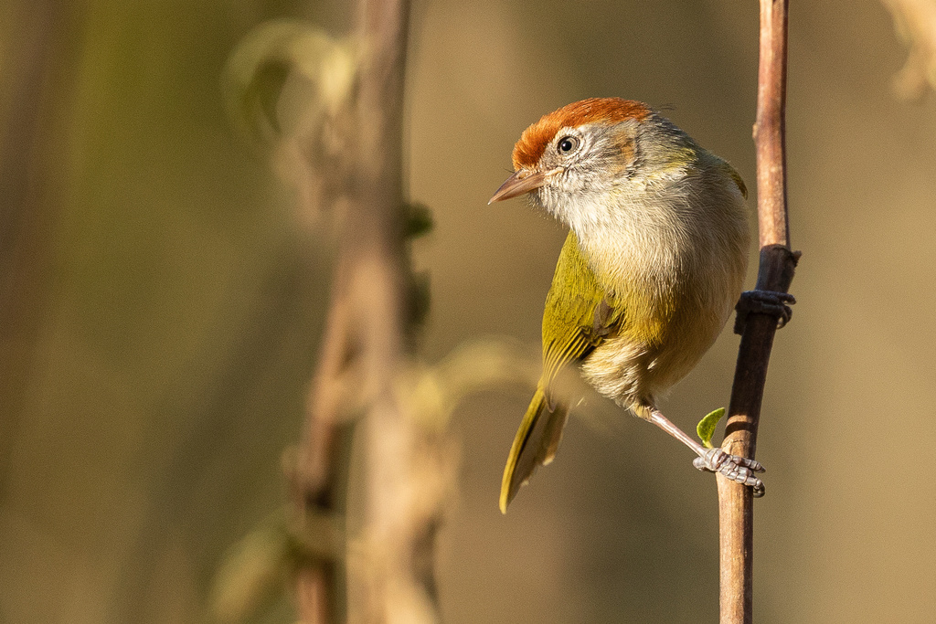 Gray-eyed Greenlet (Hylophilus amaurocephalus) photo