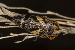 Eurymeloides marmorata