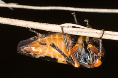 Eurymeloides marmorata