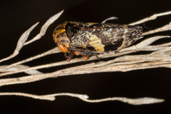 Eurymeloides marmorata