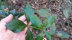 Alyxia magnifolia