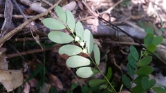 Phyllanthus similis