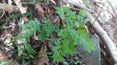 Phyllanthus similis