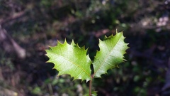 Alectryon subdentatus