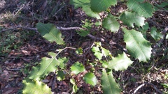 Alectryon subdentatus