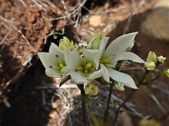 Gentianella stellata