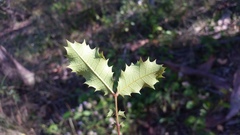 Alectryon subdentatus