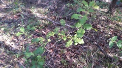 Alectryon subdentatus