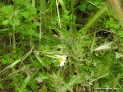 Medicago arabica
