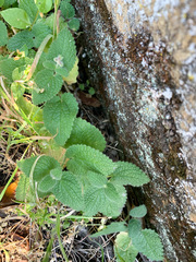 Stachys rigida quercetorum