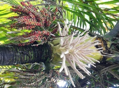 Rhopalostylis sapida