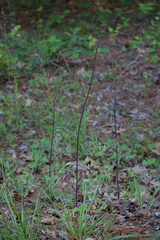 Lactuca hirsuta