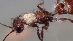 Typhoctes peculiaris