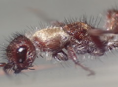 Typhoctes peculiaris