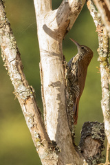 Lepidocolaptes squamatus