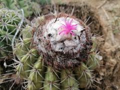 Melocactus curvispinus