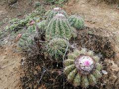 Melocactus curvispinus