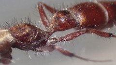 Typhoctes peculiaris