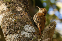 Lepidocolaptes squamatus