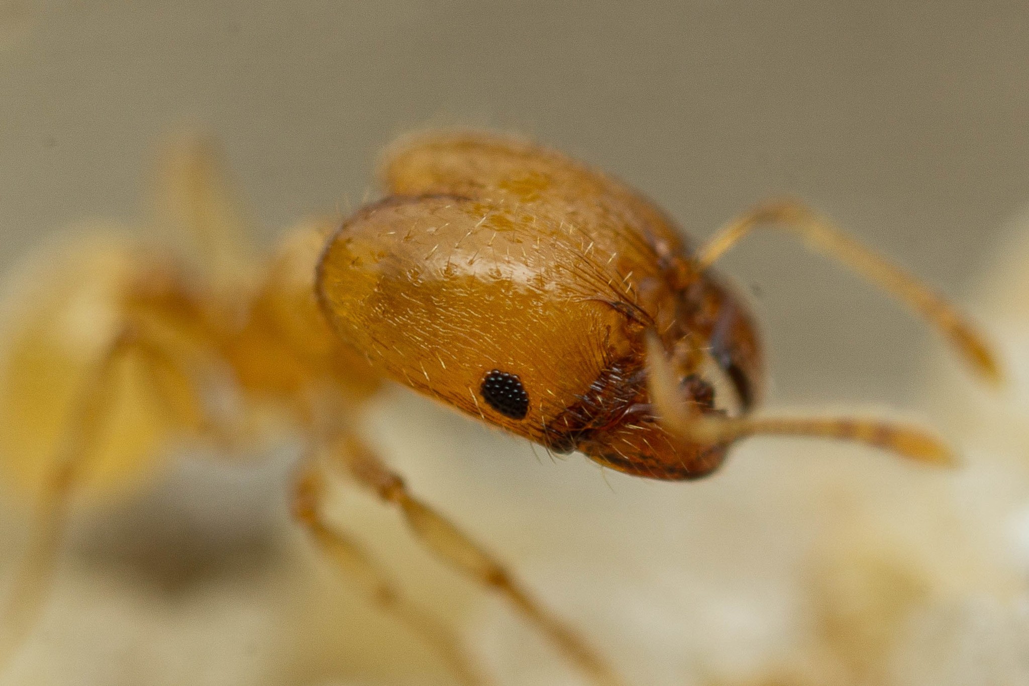 Pheidole marcidula