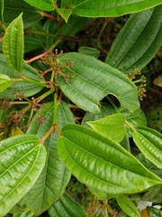 Viburnum davidii