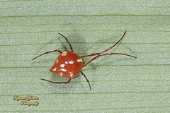 Theridion quadratum