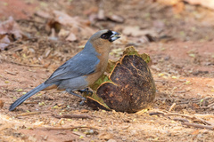 Schistochlamys ruficapillus