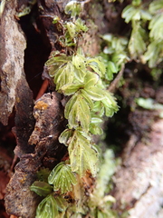 Hymenophyllum minimum