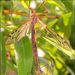 Swamp Crane Fly - Photo (c) Grahame, some rights reserved (CC BY-NC-ND), uploaded by Grahame