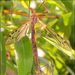 Zelandotipula novarae - Photo (c) Grahame, μερικά δικαιώματα διατηρούνται (CC BY-NC-ND), uploaded by Grahame