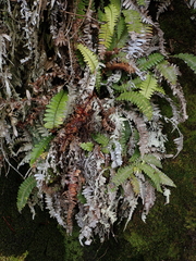 Blechnum durum
