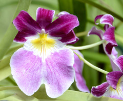 Miltoniopsis