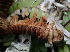 Blechnum durum