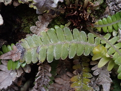 Blechnum durum