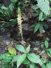 Microchilus major