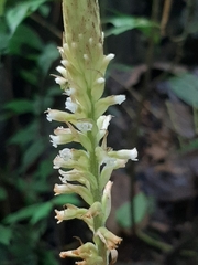 Microchilus major