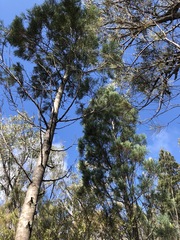 Callitris rhomboidea