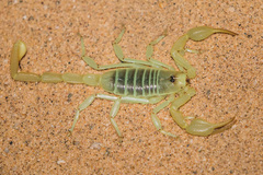 Paruroctonus xanthus