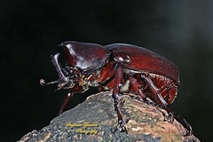 Xylotrupes gideon gideon
