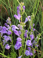 Scutellaria glabriuscula