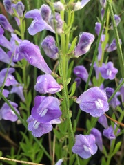 Scutellaria glabriuscula