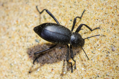 Armored Stink Beetle
