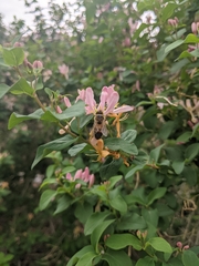 Apis mellifera