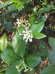 Trachelospermum jasminoides image