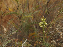 Astragalus curtipes