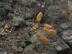 Astragalus curtipes