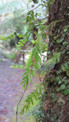 Tmesipteris sigmatifolia