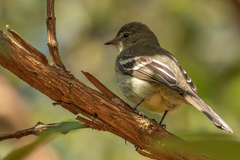 Elaenia sordida