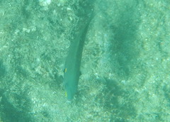 Stethojulis balteata