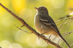 Elaenia sordida